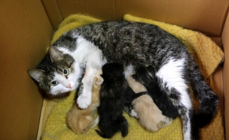 Yavruları ölen kedi, annelerini kaybeden yavrulara kucak açtı
