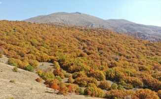 Sivas'ta Tecer Dağı ve Paşabahçe Mesire Alanı sonbahar renkleriyle etkiliyor