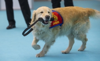 Elazığ depreminin kahraman köpeği 'Olgun' Ankara'daki tanıtım günlerinde marifetlerini sergiledi