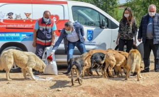 Ankara Büyükşehir Belediyesi sokak hayvanları için mama üretimine başladı