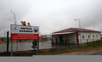 Nevşehir'de yasaklı ırk köpekler sahiplerince belediye yetkililerine teslim ediliyor