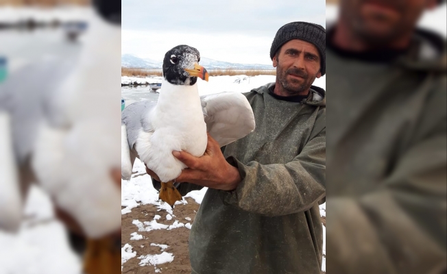 Konya'da ağlara takılı kalan martıyı balıkçı kurtardı