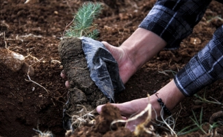 Akdeniz-PA, Türkiye'nin ağaçlandırmadaki başarısını ödüle layık gördü