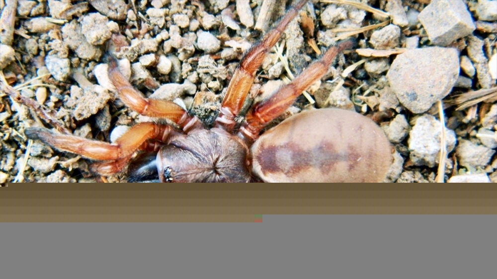 Eskişehir'de keşfedilen örümcek türü dünya literatürüne girdi