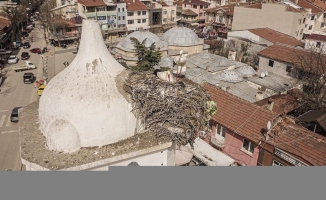 Yenişehir'in tarihi saat kulesinin leylek çifti yuvasına yerleşti
