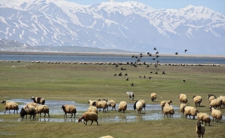 Yüksekova Nehil Sazlığı göçmen kuşlarla şenlendi