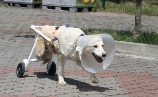 'Beyaz', veterinerinin yaptığı aparatla yürümeye başladı