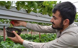 Gaziantepli genç çiftçi kurduğu serada topraksız çilek yetiştiriyor