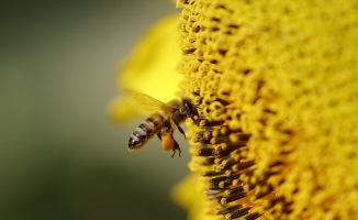 İklim değişikliklerine karşı arı ırklarını koruma çağrısı