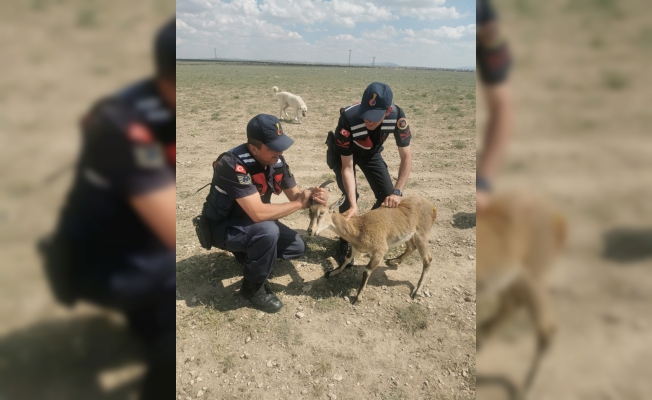 Karaman'da çoban köpeklerinin yaraladığı dağ keçisi tedavi altına alındı