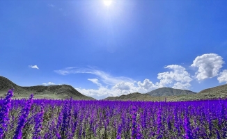 Erzurum’da mor renkli çiçekler doğayı süsledi