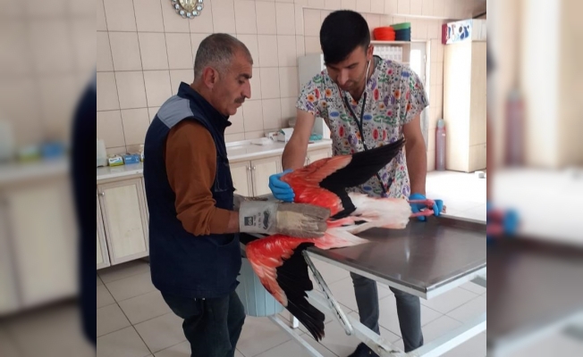 Kırşehir'de yaralı halde bulunan flamingo tedavi edildi