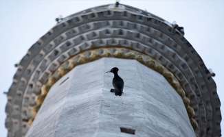 Nadir görülen 'kara ağaçkakan' 4 yıldır minare havalandırmasında yaşıyor