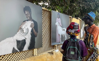 Senegal'de koyunların kralı 