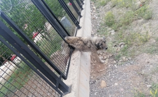 Sivas'ta demir korkuluklara sıkışan köpek ekipler tarafından kurtarıldı