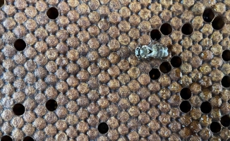 'Yığılca arısı' Türkiye'nin tescillenen 5. arı ırkı oldu