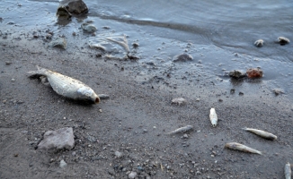 Aksaray'daki Helvadere Göleti'nde balık ölümlerine ilişkin inceleme başlatıldı