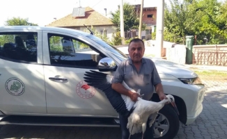 Beyşehir'de bulunan yaralı leylek tedavi ediliyor