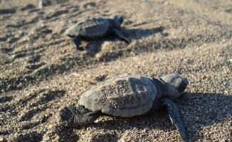 Deniz kaplumbağalarına vatandaşların hassasiyetle yaklaşması uyarısı