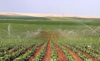 Diyarbakır'da suyla buluşan araziler çiftçinin gelirini artırıyor