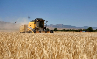 Elazığ'da yağışlar arpa ve buğdayda üretimi artırdı