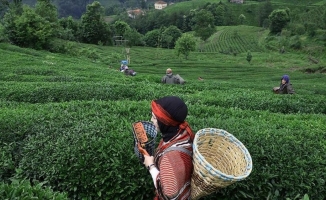 Rize'den yılın ilk 6 ayında 4,7 milyon dolarlık çay ihraç edildi