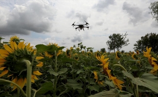 Trakya'da ayçiçeği tarlalarındaki 'çayır tırtılına' karşı dron ile ilaçlama sürüyor