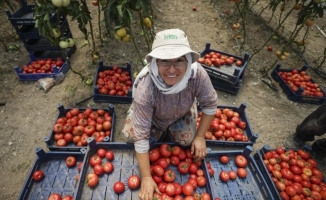 Ata tohumundan yüksek proteinli domates suyu için kadın girişimciler kolları sıvadı
