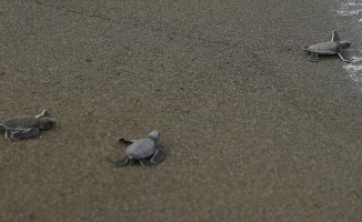 Hatay'da yumurtalarından çıkan kaplumbağa yavruları denizle buluştu