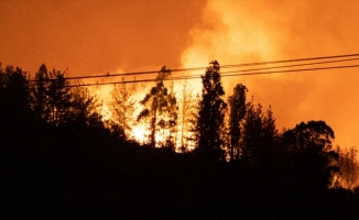 İngiltere'de bu yıl geçen yıldan 500 fazla orman yangını çıktı