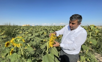 Konya'da ekim alanı azalan ayçiçeğinde bu yıl yüksek verim bekleniyor