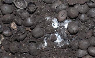 Kütahya'da 4 bin 200 yıllık fındık kalıntıları ve mermer idoller bulundu