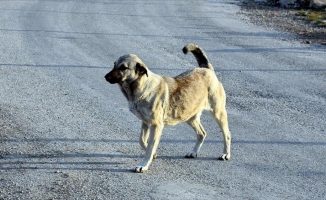Sokak köpeklerinin yerini harita üzerinde gösteren 'havrita.com'a erişim engellendi