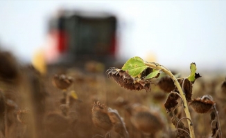 Trakya'da ayçiçeği üreticisi yüksek verimle hasat mesaisi yapıyor