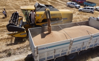 BBP Genel Başkanı Destici, Eskişehir'de biçerdöverle buğday hasadı yaptı: