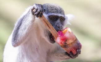 Hayvanat bahçesi sakinleri dondurulmuş meyve kokteyli ile serinliyor