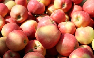 Niğde'de 650 bin ton elma rekoltesi bekleniyor