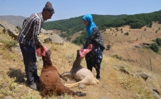 Yozgat'ta sürüye saldıran kurt, 30 koyunu telef etti