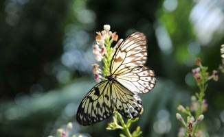 Konya Tropikal Kelebek Bahçesi temmuzda 117 bin 734 kişiyle ziyaretçi rekoru kırdı