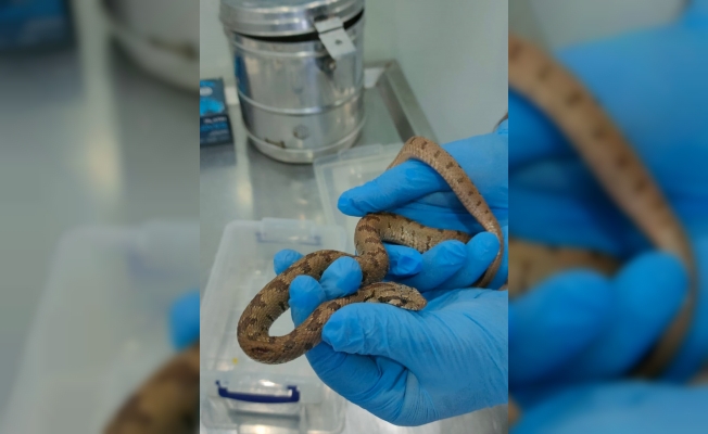 Sivas'ta üzerinden araç geçen kocabaş yılanı tedavisinin ardından doğaya salındı