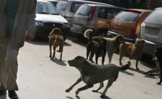 Ankara’da başıboş köpek sayısı ne kadar?